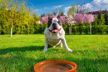 French bulldog playing with flying disc in sunny garden