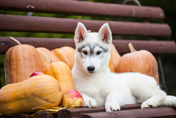 Little gray siberian husky puppy with apples and pumpkin