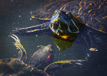 Let's Dance! Two Turtles Face To Face In The Water!