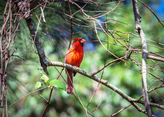 Wall Mural - Northern Cardinal out on a limb!