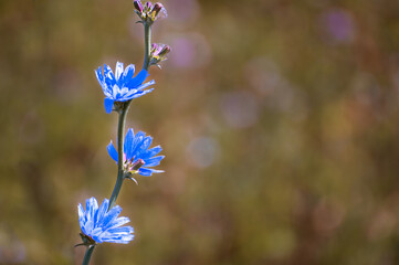 Wall Mural - blue flowers on the field