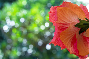 Wall Mural - single red hibiscus flower with green background