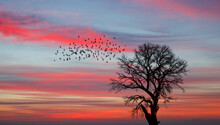 Silhouette Of Birds Flying Over The Lone Dead Tree At Amazing Sunset, Sun Rays In The Background