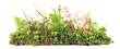 Weed Plants growing Banner isolated on white Background - Plant Control Panorama.