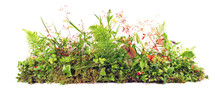 Weed Plants Growing Banner Isolated On White Background - Plant Control Panorama.