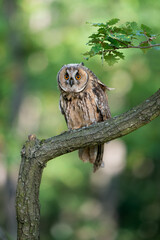 Wall Mural - Long-eared owl looking to the camera while sitting on a tree branch. Owl in natural habitat. Asio altus.