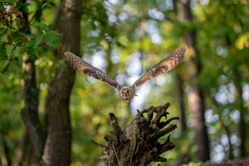 Wall Mural - Flying owl over uprooted tree root. Long-eared owl with spread wings in a forest on background.