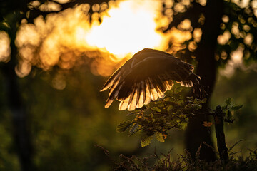 Aufkleber - Back-lit silhouette of an flying owl in during sunset. Barn owl with spread wings. Action shot with nice evening colors and lights. Tyto alba.