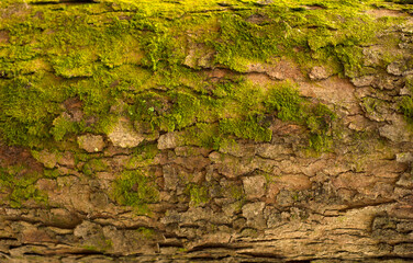 Wall Mural - Embossed texture of the bark of fir. Photo of the fir-tree texture with green moss.