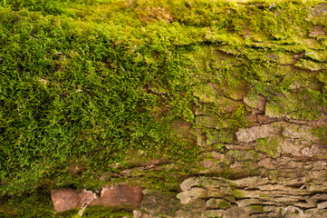 Wall Mural - Embossed texture of the bark of fir. Photo of the fir-tree texture with green moss.