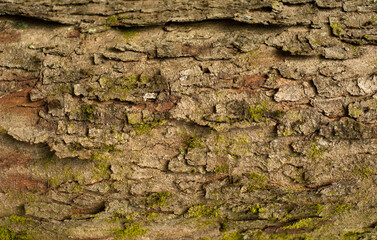 Wall Mural - Embossed texture of the bark of fir. Photo of the fir-tree texture with green moss.