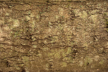 Wall Mural - Embossed texture of the bark of fir. Photo of the fir-tree texture with green moss.