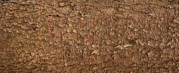 Wall Mural - Embossed texture of the bark of fir. Panoramic photo of the fir-tree texture.