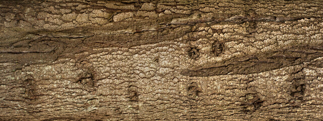 Wall Mural - Embossed texture of the bark of fir. Panoramic photo of the fir-tree texture.