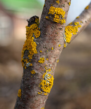 Yellow Moss On The Bark Of A Fruit Tree.