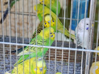 Wall Mural - green and yellow parrots in a cage for sale