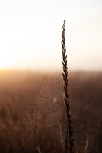Close-up Glowing Spider Web In Field On Dry Plant Against Sunrise Covered Fogs. Selective Focus, Copy Space