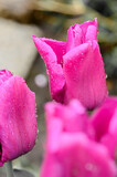 Fototapeta Tulipany - Tulipan. Tulipany zmoczone wodą. Tulipany macro. Mokre tulipany. Tulipan w zbliżeniu macro. Różowy tulipan zmoczony wodą. Kropla wody na tulipanie.