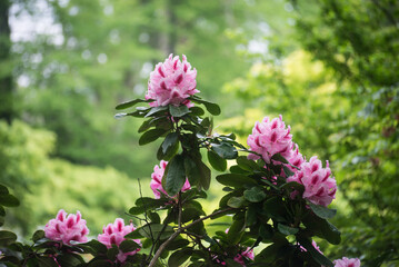 Wall Mural - CLoseup of pink rhododendrons blossom in a public garden