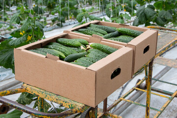 Harvested cucumber crop. Fresh cucumbers in a box. Fresh harvest of cucumbers in a cardboard box.