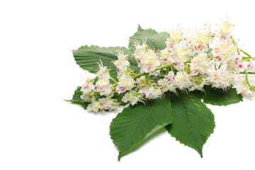 Wall Mural - Horse-chestnut (Aesculus hippocastanum, Conker tree) flowers and leaf isolated on white  