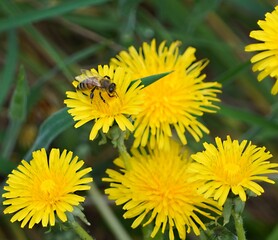 Wall Mural - dandelion