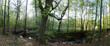 canvas print picture - Wald am Ernst-Ludwigsteich, Hessen,