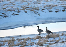 Two Geese In Winter