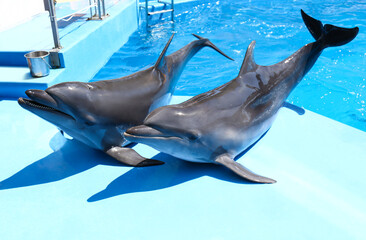 Wall Mural - Cute grey dolphins at poolside on sunny day