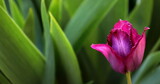 Fototapeta Tulipany - a purple tulip flower on a green background close-up is a selective focus.