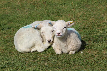 two little lambs