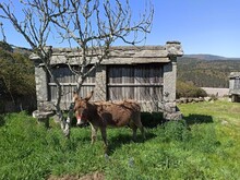 Asno Junto A Un Hórreo Tradicional De Galicia