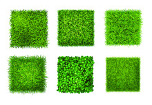 Grass Isolated On White. Ground Cover Plants Background Texture 6 Realistic Square Icons Set With Green Grass Clover Leaves Vector Illustration.