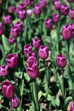Fototapeta Tulipany - Purple and yellow tulips on nature background