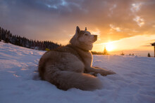 Close-up Portrait Of Brown Siberian Husky Dog Lying On The Snow In The Mountains At Sunset.