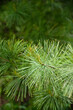 © Yumiko - close up of pine needles