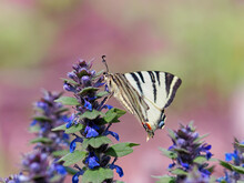 The Scarce Swallowtail Butterfly On Blue Bugleweed Flower, Iphiclides Podalirius