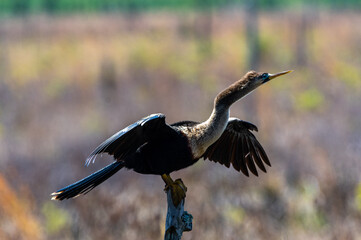 Wall Mural - Anhinga on Dead Tree Drying Wings Looking Right