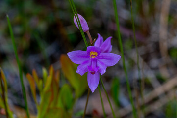 Bearded Grass Pink Orchid 2 (Shaded)