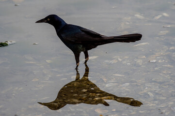 Wall Mural - Boat-tailed Grackle in Shallow Water with Shadow