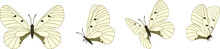 Vector Set Of Beautiful Colorful Butterflies On A White Background