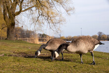 A Pair Of Canada Geese Grazes On The Grass At High Park In Toronto, Ontario During Dinner Time In The Early Evening.