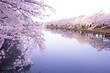 Pink Sakura or Cherry Blossom Tunnel and Moat of Hirosaki Castle in Aomori, Japan - 日本 青森 弘前城 西濠 桜のトンネル