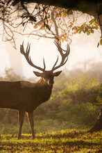 Red Deer Stag During The Annual Deer Rut In London Parks