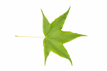 Wall Mural - green leaf isolated, acer mono