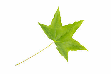 Wall Mural - new green leaf isolated