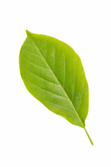 Wall Mural - green leaf of magnolia