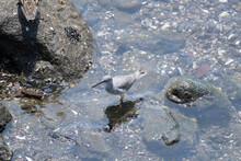 Gray-tailed Tattler On A Canal