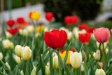 Fototapeta Tulipany - many kind of spring flowers in Yamagata
