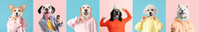 Set Of People With Dogs Heads On Colorful Background